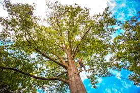 Mulching Services in Oak Trail Shores, TX