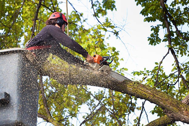 Best Tree Health Inspection  in Oak Trail Shores, TX