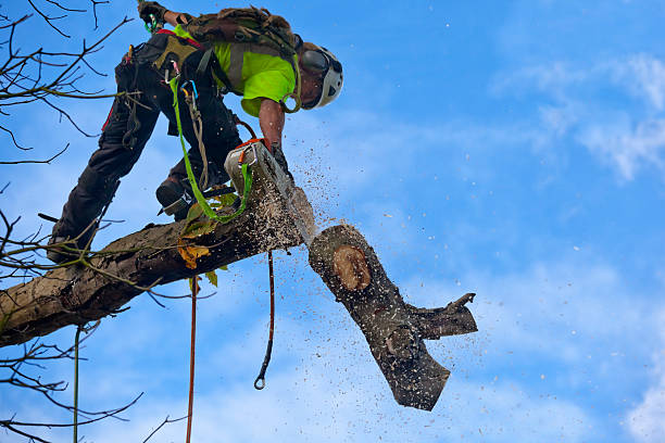 Professional Tree Care in Oak Trail Shores, TX